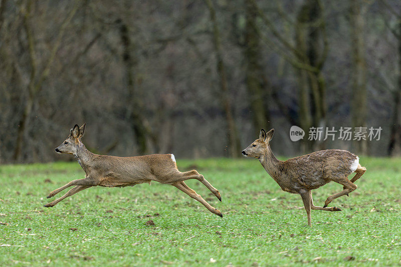 跑狍子(Capreolus Capreolus)